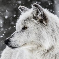 Lone Wolf (@mythicalforest) 's Twitter Profile Photo Lone Wolf (@mythicalforest) 's Twitter Profile Photo
