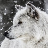 Lone Wolf(@Mythicalforest) 's Twitter Profileg