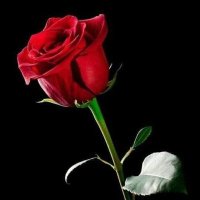 Gülşen Kiraz (@glen_kiraz) Twitter profile photo