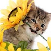 rABiD_kittEn 🇺🇦🌻🎨😽🌎🖤✊🌊 (@rabid_kitten) 's Twitter Profile Photo rABiD_kittEn 🇺🇦🌻🎨😽🌎🖤✊🌊 (@rabid_kitten) 's Twitter Profile Photo