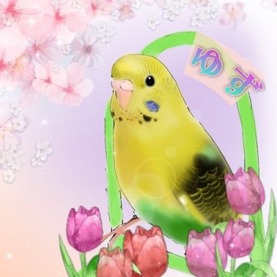 セキセイインコのゆずが来て一年半になります。ブランコが大好きです😊
始めたばかりなので分からないこともありますがよろしくお願いします。