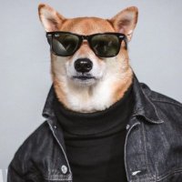 앙드레견 (@andreakyen) 's Twitter Profile