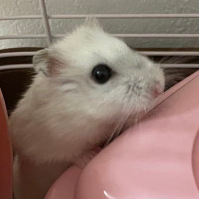 H_BerryDaifuku's profile picture. まずは情報しゅうしゅう&副業ゼロイチ目指す！