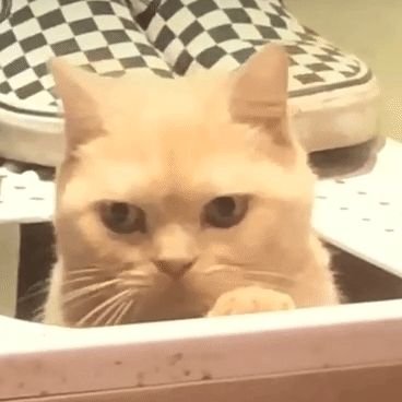 Suutsuki12's profile picture. 