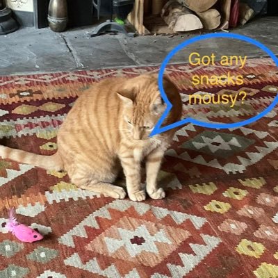 cook2806's profile picture. A rather handsome ginger moggy and his human staff. Retweet doesn't necessarily mean approval (unless original tweet from a cat of course).