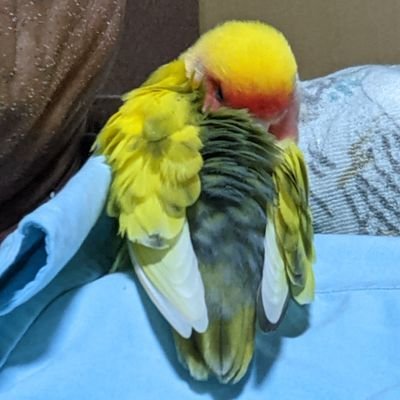 年甲斐もなく　ツイッター始めました　小桜インコ　手乗りダヨ　かわゆい　&庭の四季