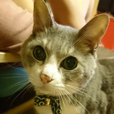nanpod's profile picture. マイクラ(Switch勢)と猫と漫画ときどきキャンプ、お笑い。ドズル社に沼ってる気がする...