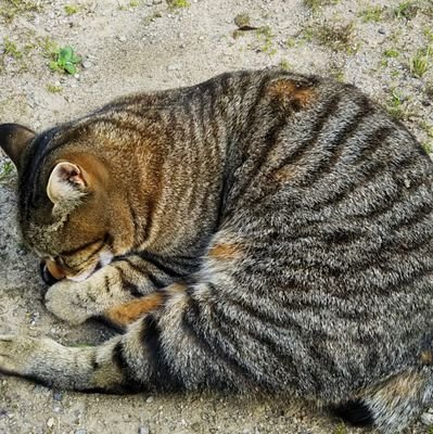 60代です！
楽しいこと気持ちいいこと自然の中が好きです♪舐め犬オヤジです♂ペロペロ出前有り♪よろしくお願いしますね☆