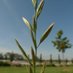 Wide hybridization group (@widehybridizat1) Twitter profile photo Wide hybridization group (@widehybridizat1) Twitter profile photo