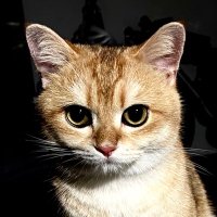 cryptojames86.eth (@cryptojames86) 's Twitter Profile