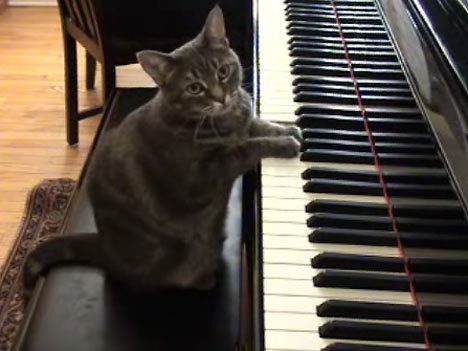 pianomadeeasy's profile picture. How to learn the piano easily, Even a cat can learn!