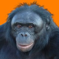 PeeJay Bonobo (@peejay_bonobo) 's Twitter Profile