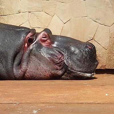 PAKKIN72797290's profile picture. 地方病院研修医1年目