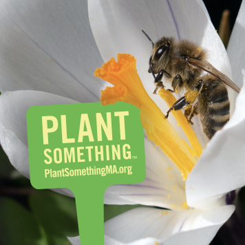 #PlantSomethingMA is a fun campaign aimed to get #Massachusetts residents to #PlantSomething.  Planting is good for you & good for the environment.