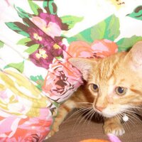 Tasjaa87 (@tasjaa87) 's Twitter Profile