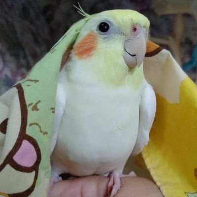 べるを商店🐥さんのプロフィール画像