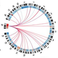 Chiarle lab (@chiarlelab) 's Twitter Profile