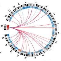 Chiarle lab(@chiarlelab) 's Twitter Profile Photo