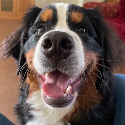 Bernese Mountain Dog lover , avid reader always with a book in my hand, can’t seem to say no!