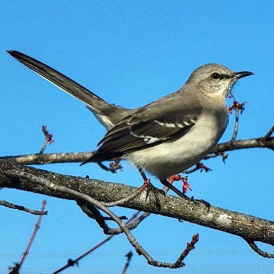 Birdwatching is my hobby.                                                               I'll go anywhere and do anything to see a bird!