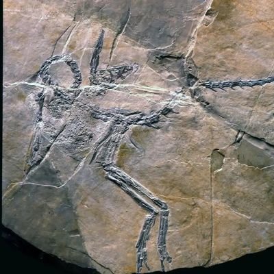 Compte officiel des fouilles paléontologiques de Canjuers, site fossilifère majeur qui a livré des fossiles emblématiques comme le dinosaure Compsognathus.