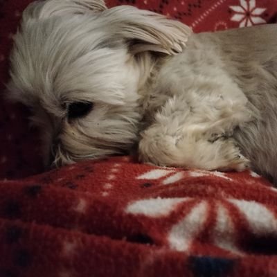 Dico cosa sento . preferisco gli animali