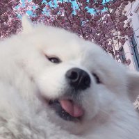 Luka against fascism 🐕 (@sleepyluka) 's Twitter Profile
