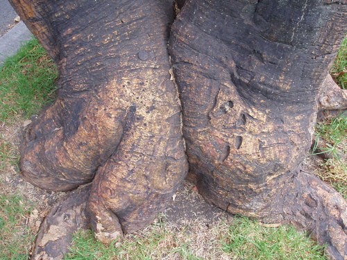 Conmemoracion's profile picture. Conmemoracion