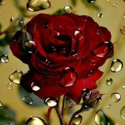 ZianiBibo's profile picture. محب للحياة ونشيط واحب الطبيعة وابحث عن الجمال