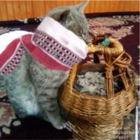 🐈 بلی 🇮🇳 (@billi1126) 's Twitter Profile Photo 🐈 بلی 🇮🇳 (@billi1126) 's Twitter Profile Photo