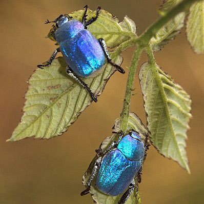 Beasainen bizi naiz. Licenciado en Biología. Fotografía de naturaleza y macrofotografía. Entomología. UPV/EHUn egiten dut lan, HEFA II zentroan. Basque Country.