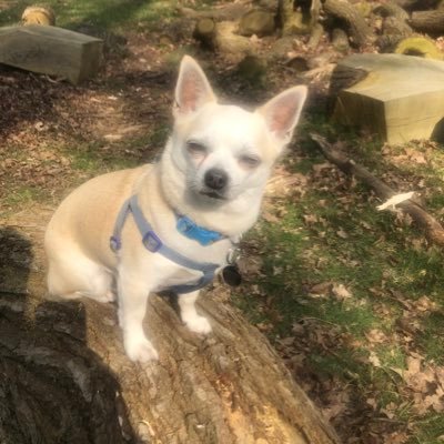 Tweets from the viewpoint of a 4kg Chihuahua. My best doggie friend is Charley Primrose. Bestie human friend is Denzil @Se_Burgeys Motto:🐕Be more Chihuahua 🐕