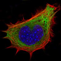 Lammerding Lab (@lammerdinglab) 's Twitter Profile Photo Lammerding Lab (@lammerdinglab) 's Twitter Profile Photo