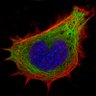 LammerdingLab's profile picture. A @CornellBME @weillinstitute research group studying cell structure, mechanics, and function. Tweets by Jan Lammerding & lab members. #nucleus #mechanobiology