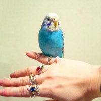 石好き鳥好き週末作家　-ato- jewelry(@_ato_jewelry) 's Twitter Profile Photo