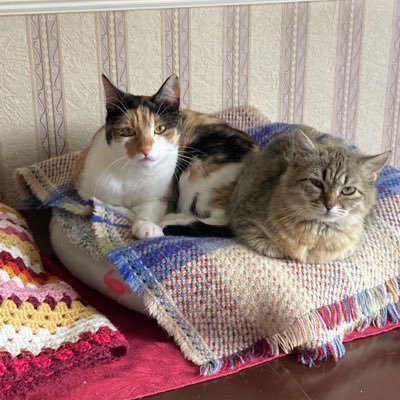 Cat mum to young Violet, the calico wallpaper stripper and little Lavender a Siberian Ragdoll with attitude