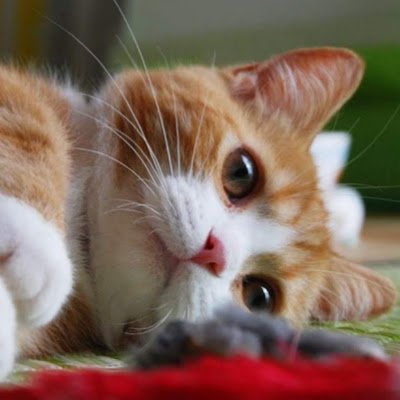 umakashima3572's profile picture. 若い頃は何もなく面白くなかったが今は自然豊かな故郷が好き