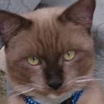 DanialNight12's profile picture. Nice