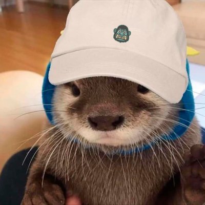 0x1Raider's profile picture. EL Cartel Member | @0xElCartel