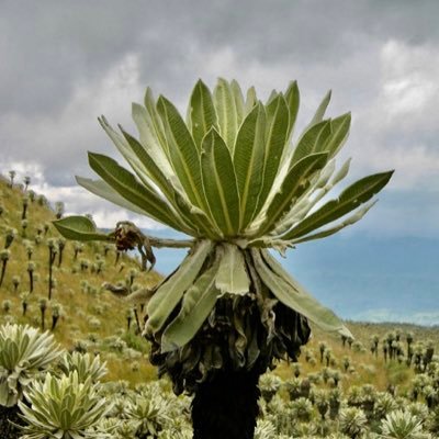 Frailejón Ernesto P. Profile