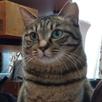 川田健@にゃあせんせい (@abu_jian) 's Twitter Profile Photo 川田健@にゃあせんせい (@abu_jian) 's Twitter Profile Photo