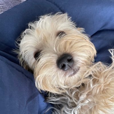 emsala_'s profile picture. Father of BBVA's smart assistant Blue. 
⠀⠀⠀⠀⠀⠀⠀⠀⠀ 
Software engineer 👨🏽‍💻 Drone pilot wannabe 🚁 Air fryer advocate 👨🏽‍🍳 Costco member 💳 Jet’s pizza ambassador 🍕