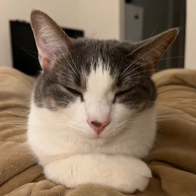 samkronenfeld's profile picture. bodega cat collector