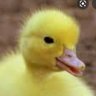 the_lake_duck's profile picture. Don’t play the technique, play the game