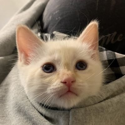 strudlnudl's profile picture. I'm a cat.