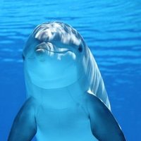 Dolphin Lover(@Cool_Cetaceans) 's Twitter Profile Photo