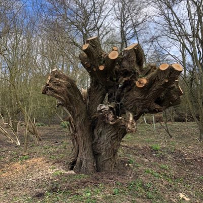 Tree surgery training providers, Chainsaw trainer, NPTC Assessor, Loler Inspector.
