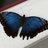 jill_jtc's profile image