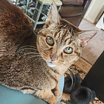 ttosbt1289's profile picture. “And a woman who held a babe against her bosom said, Speak to us of Children.
And he said:
Your children are not your children.
They are the world's!