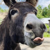 Kerryvotesblue…period(@donkeysvoteblue) 's Twitter Profileg
